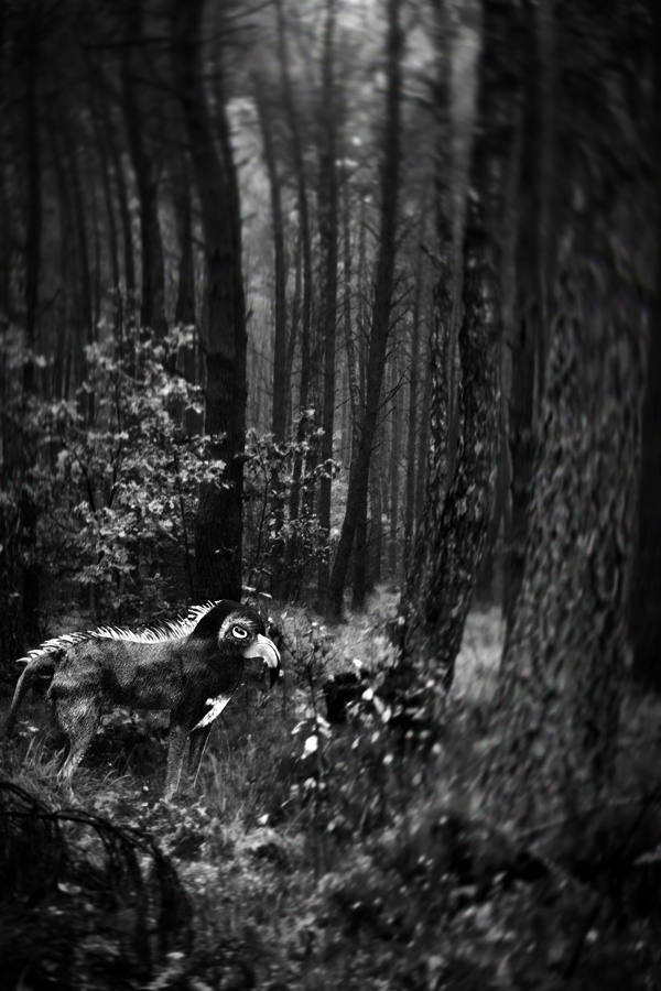 imaginary