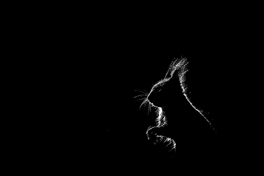 Wild in black