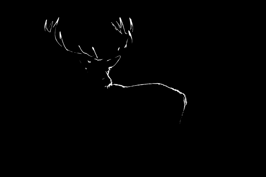 Wild in black