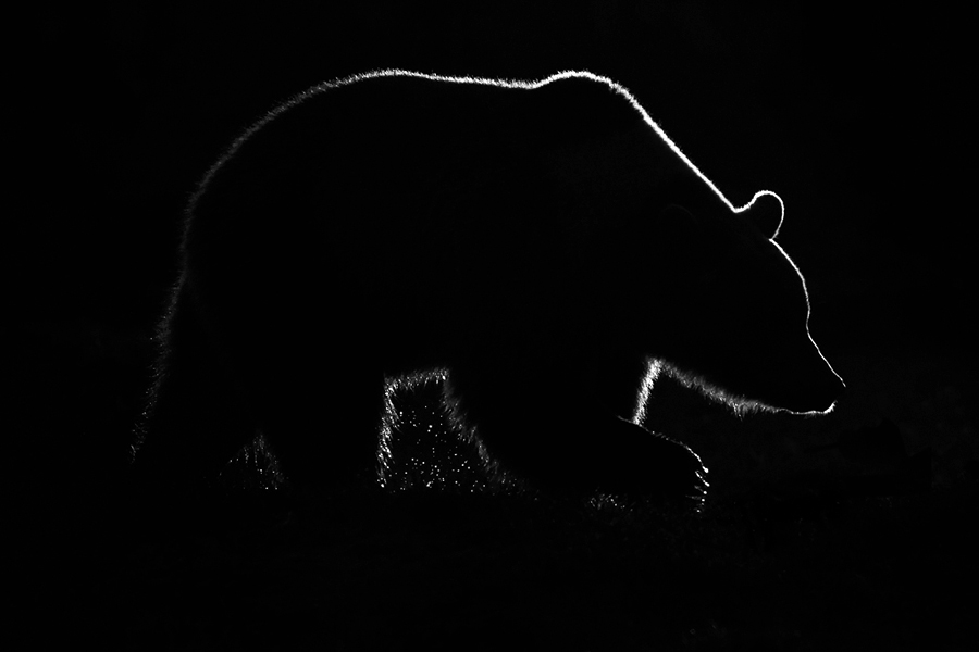Wild in black