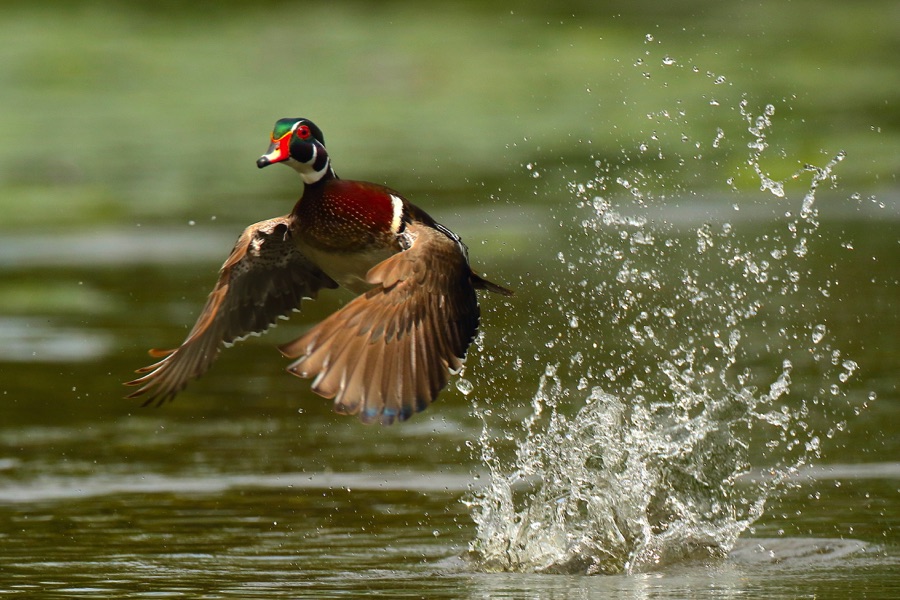 Flying birds