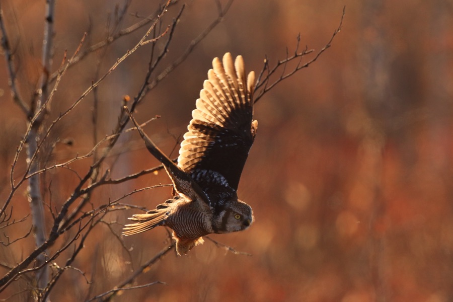 Flying birds