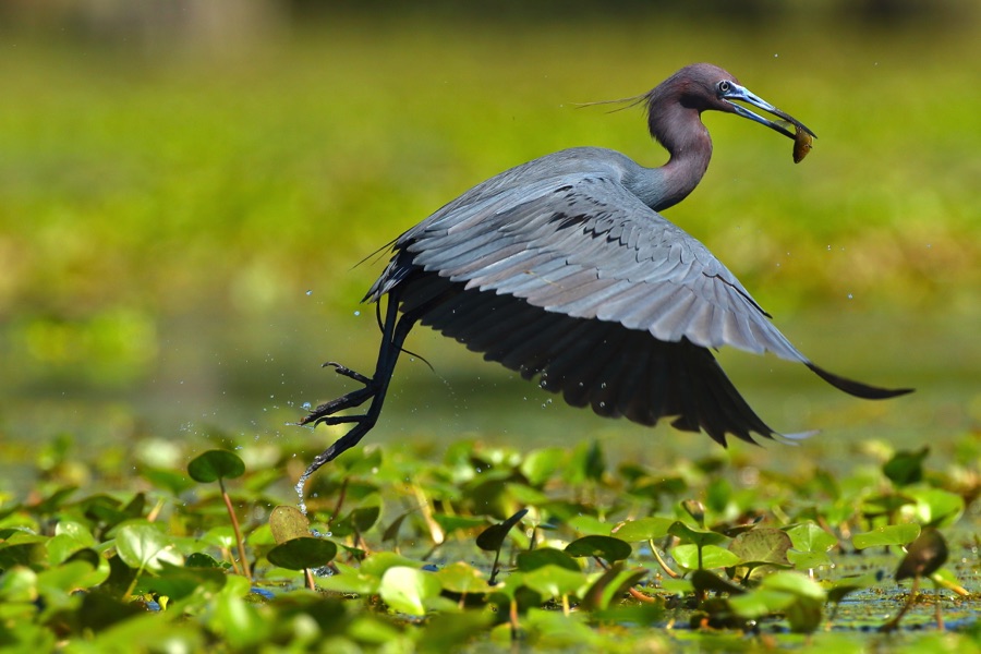 Flying birds