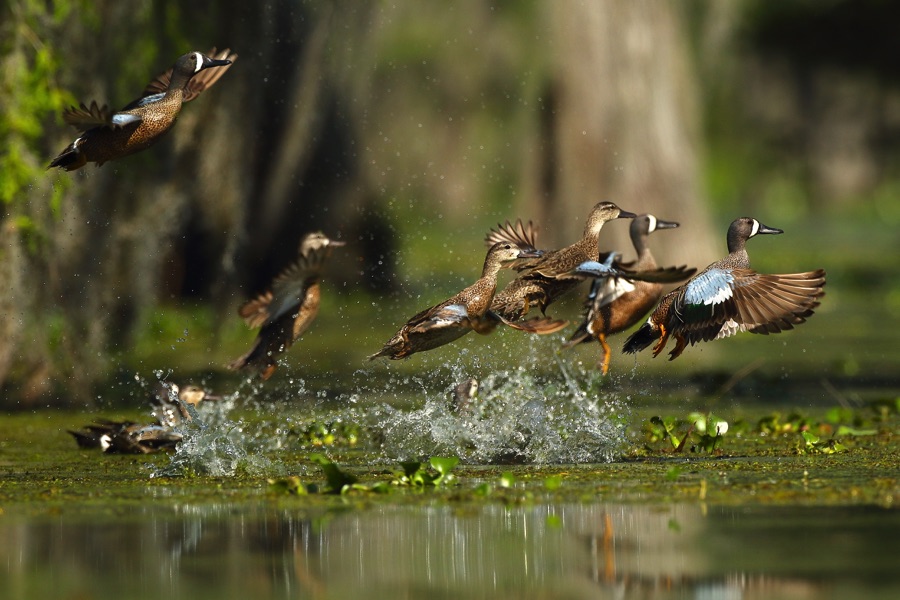 Flying birds