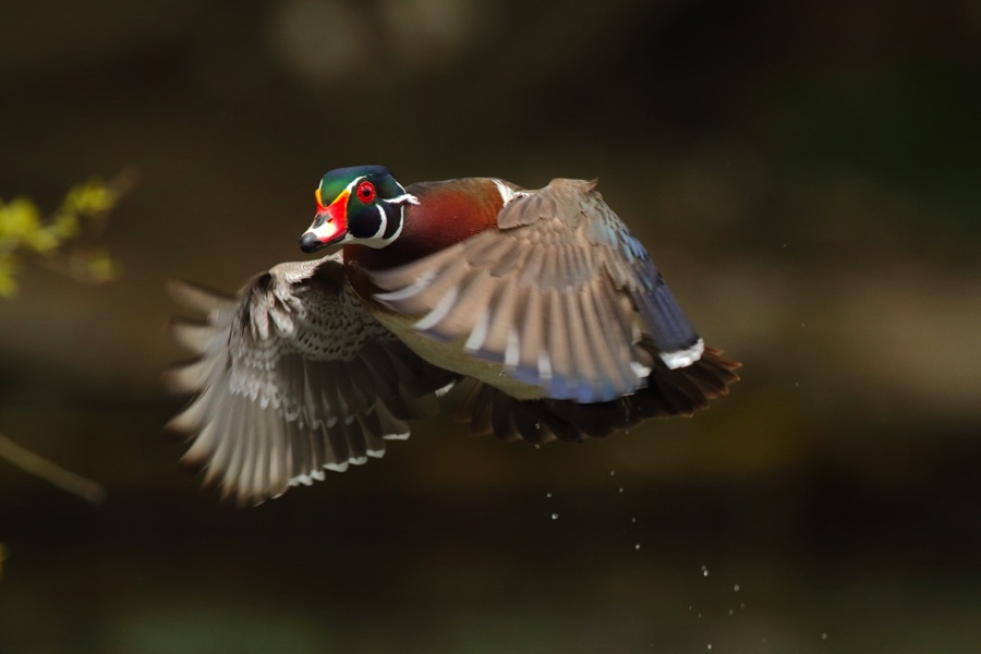 Flying birds