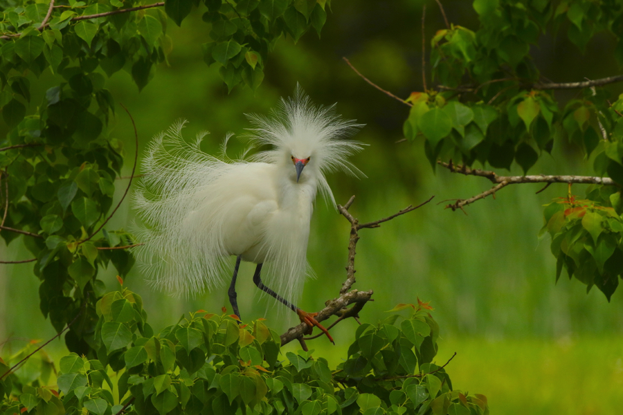 Portrait of a snowy egret