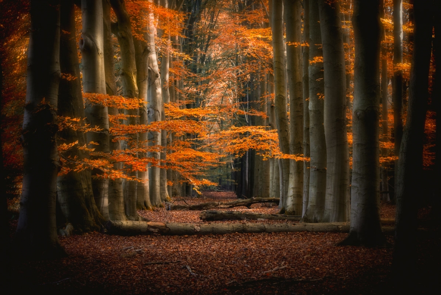 The fascinating forest world