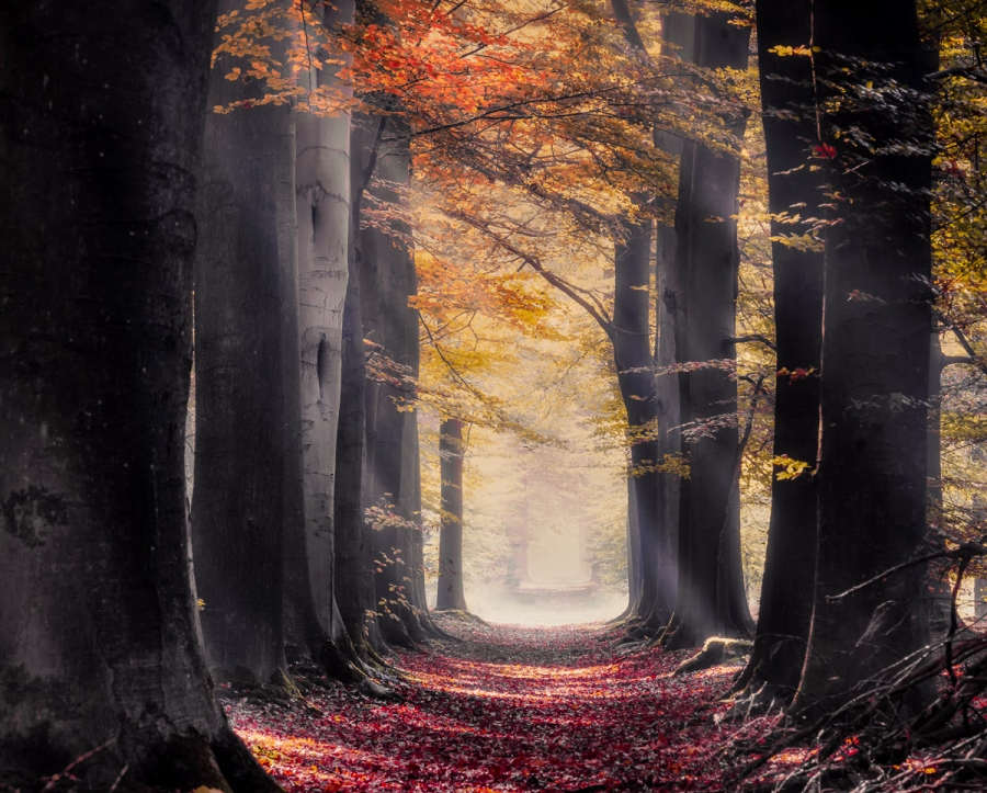 The fascinating forest world