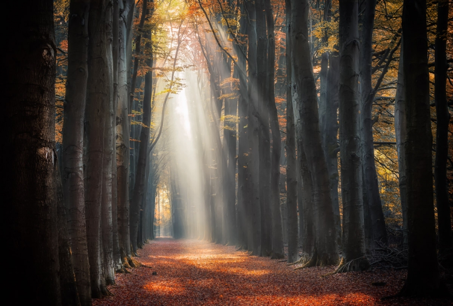 The fascinating forest world