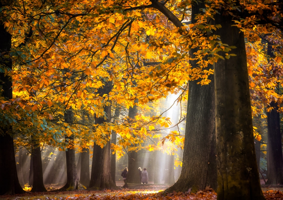 The fascinating forest world