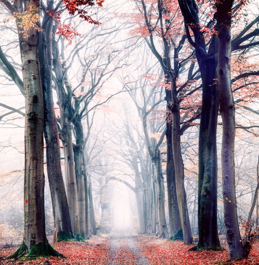 The fascinating forest world