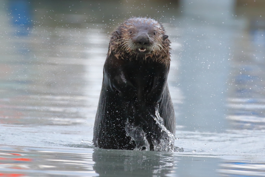 Sea otter hunting!