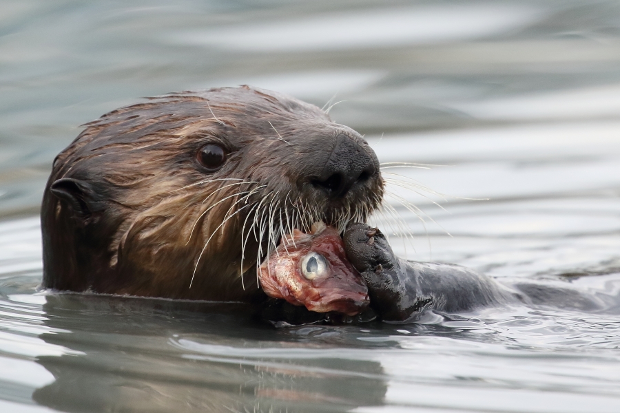 Sea otter hunting!