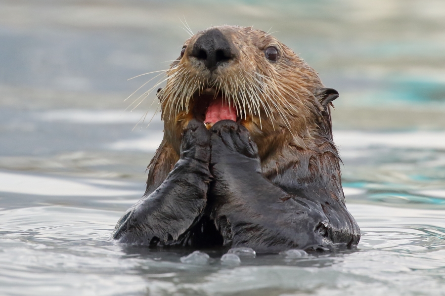 Sea otter hunting!