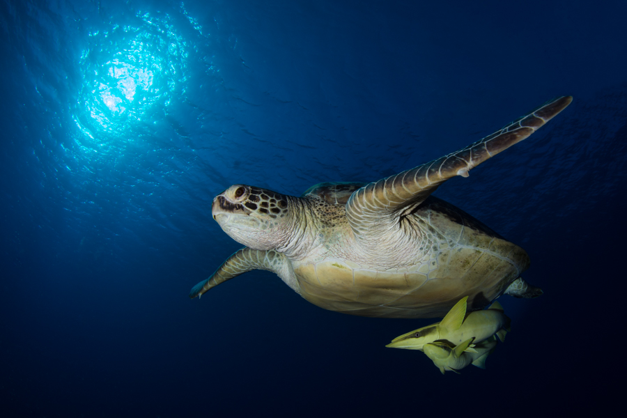 Turtle & Passengers