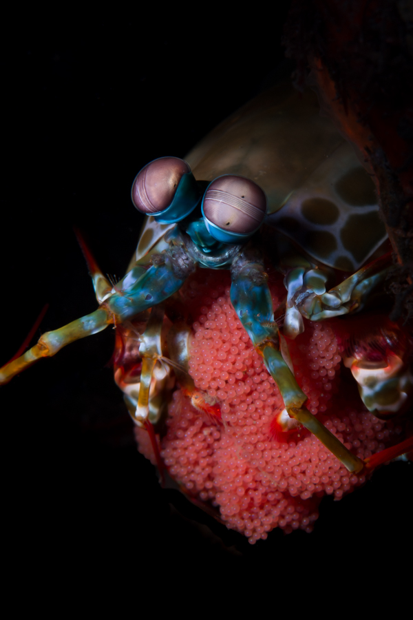 The Hidden Lives of Small Ocean Parents