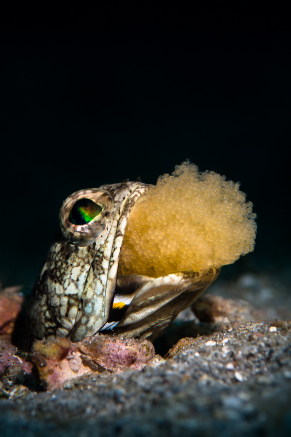 The Hidden Lives of Small Ocean Parents