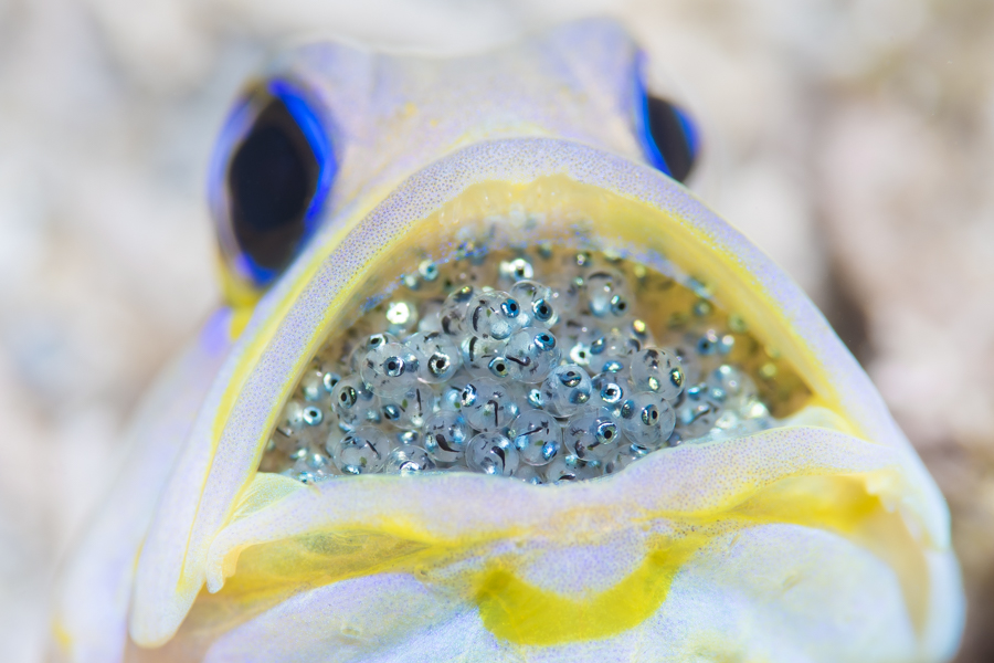 The Hidden Lives of Small Ocean Parents