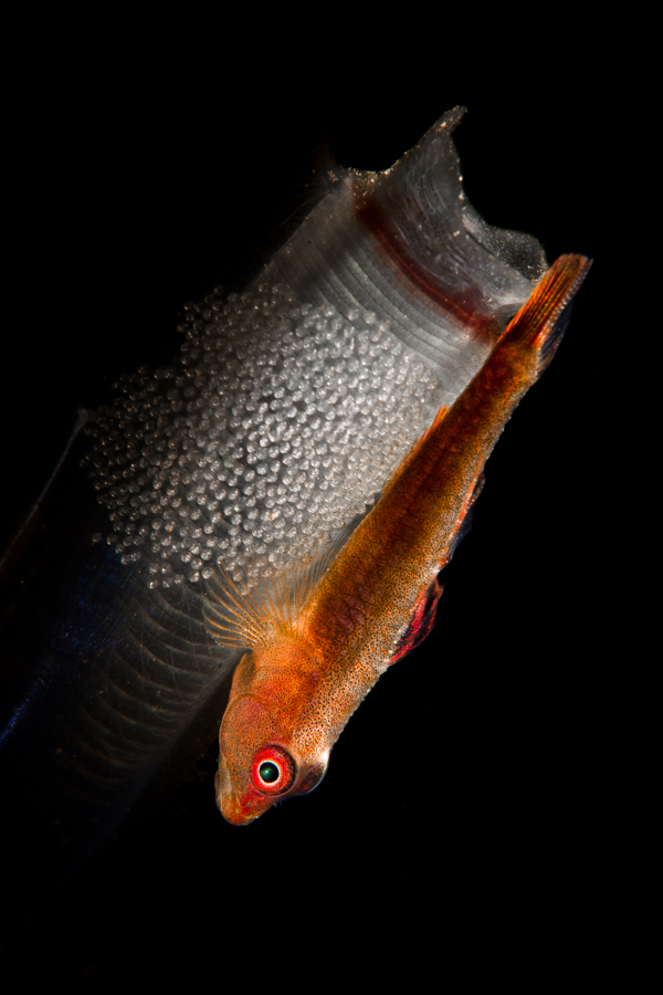 The Hidden Lives of Small Ocean Parents