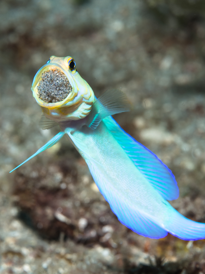 The Hidden Lives of Small Ocean Parents