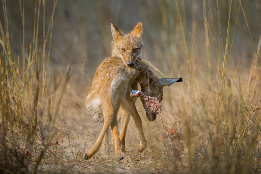 Day of the Jackal