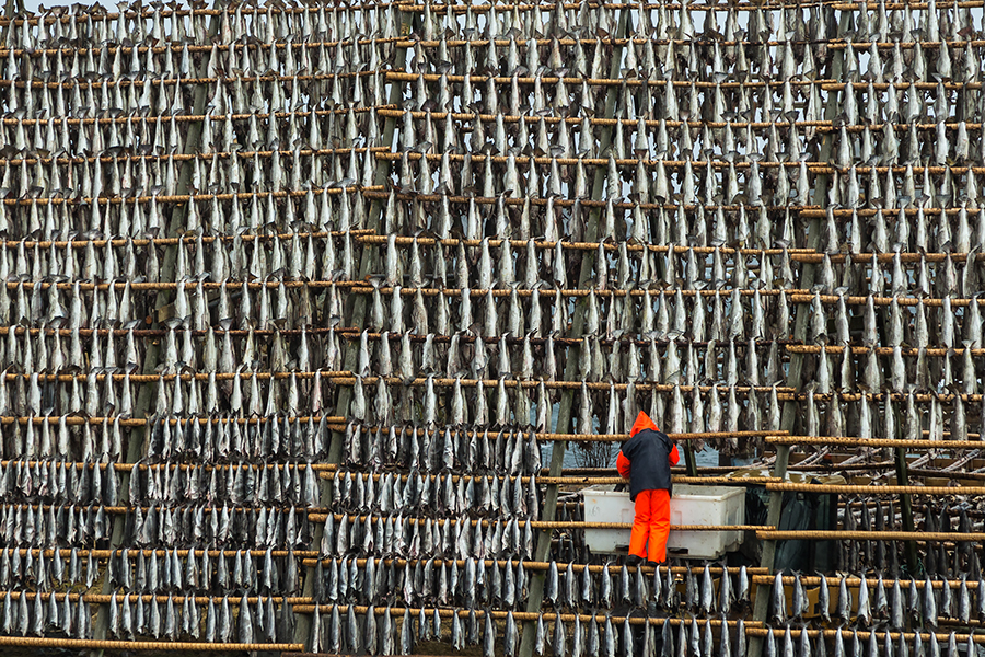 Drying of codfish