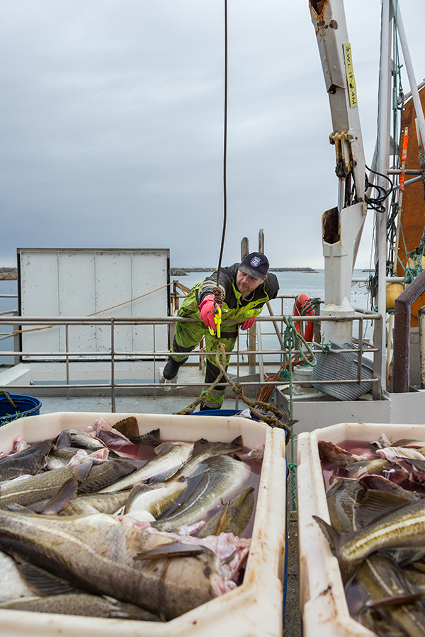 Drying of codfish