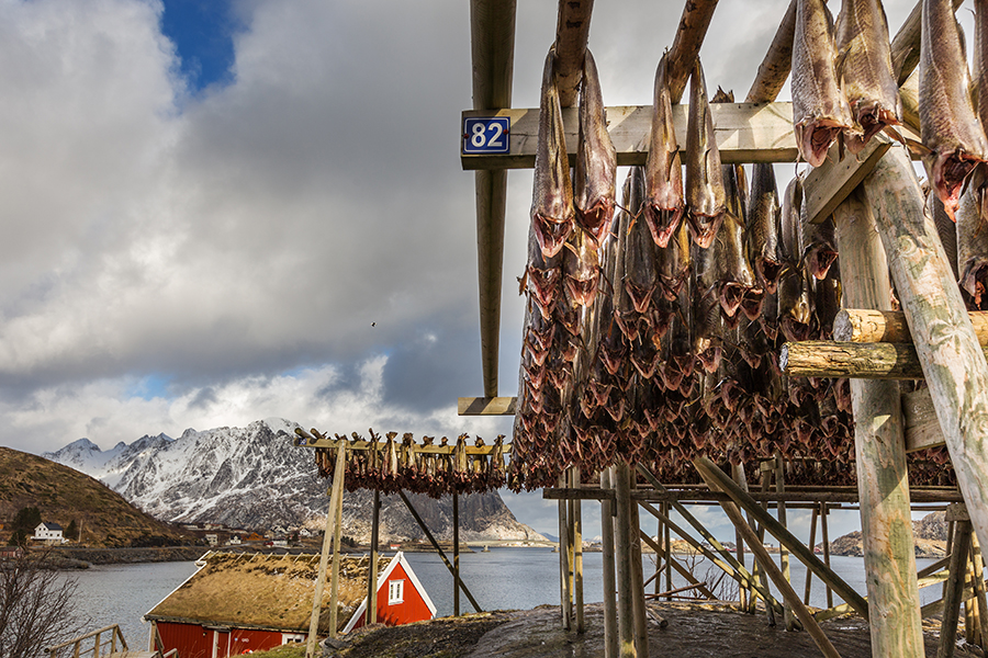 Drying of codfish