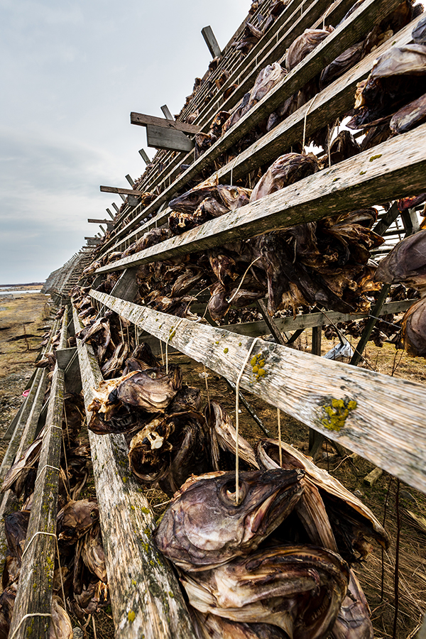 Drying of codfish