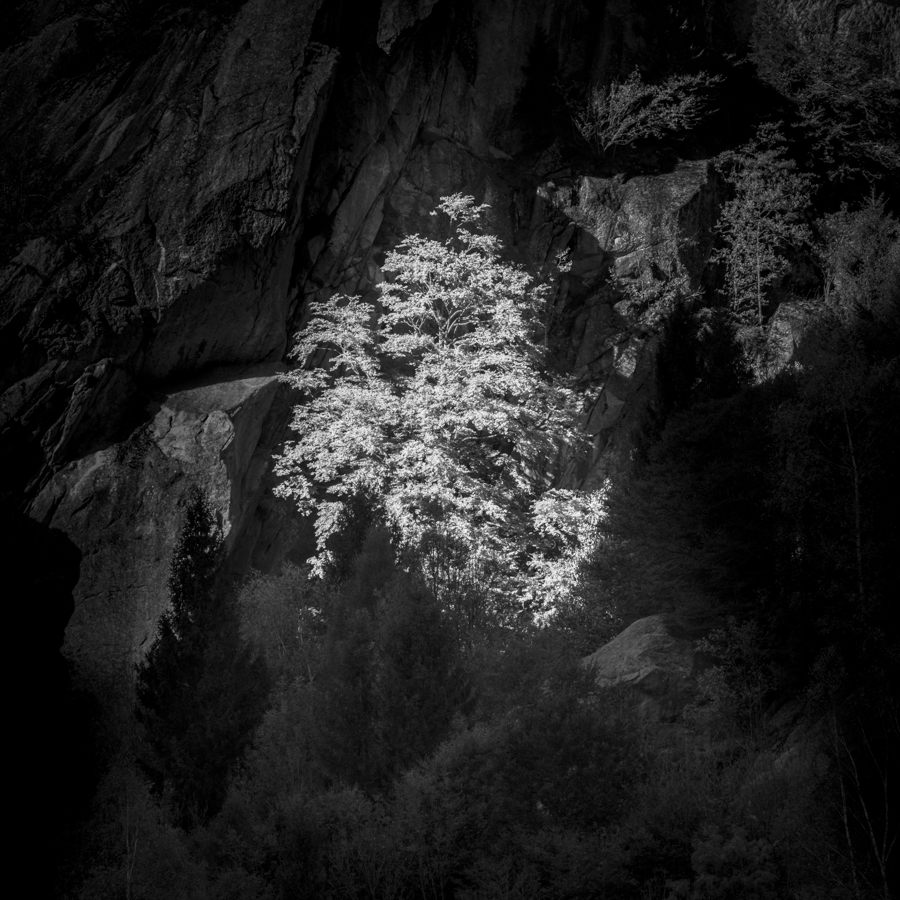 Trees from the darkness