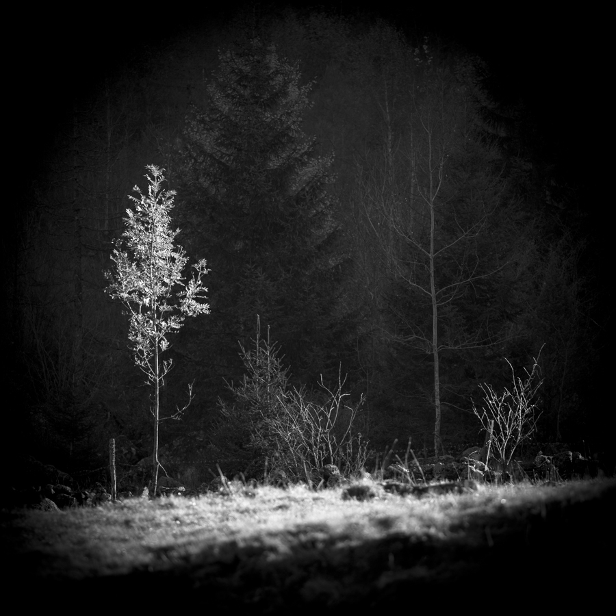 Trees from the darkness