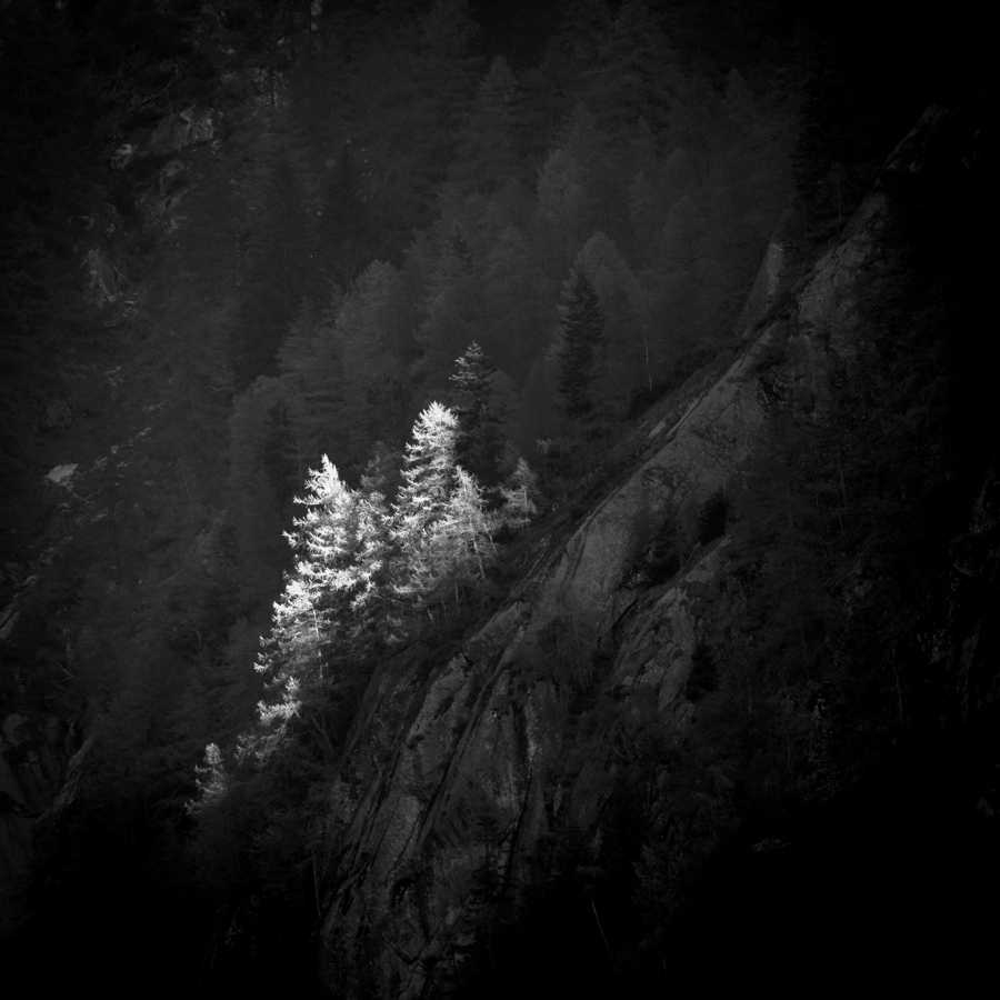 Trees from the darkness