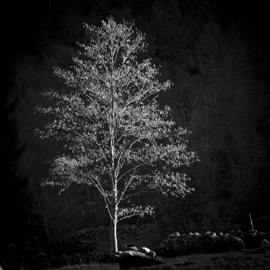 Trees from the darkness