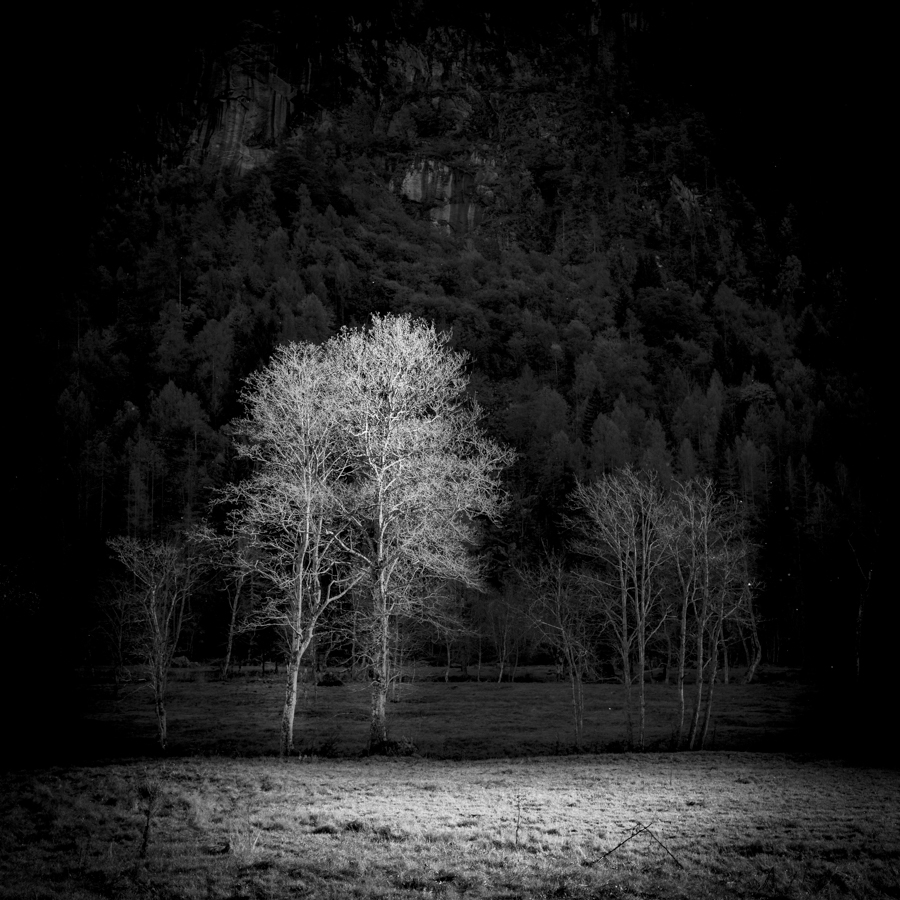 Trees from the darkness