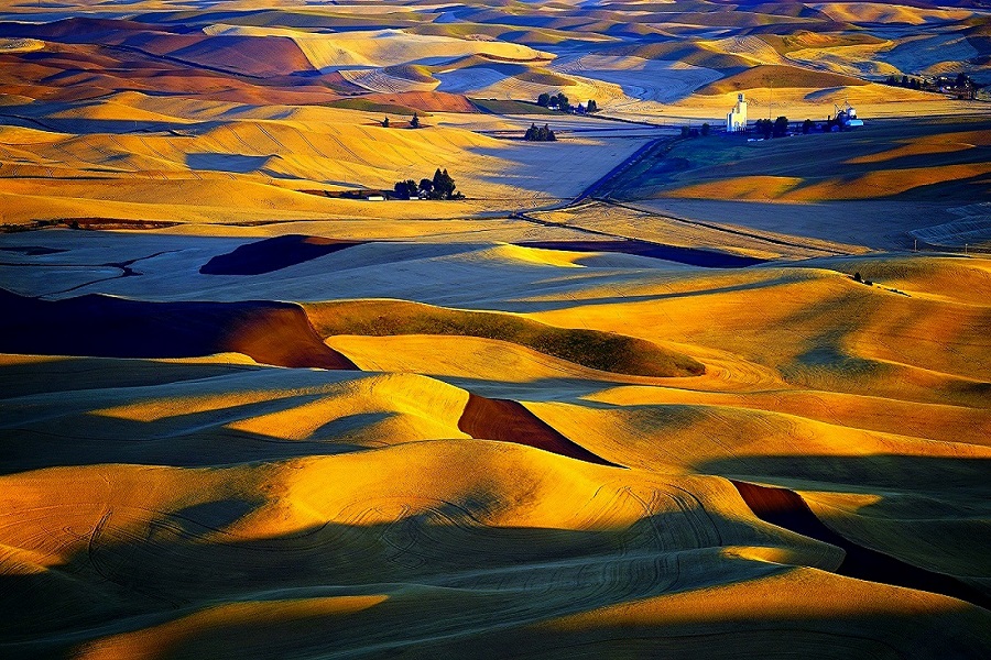 The Golden Fields