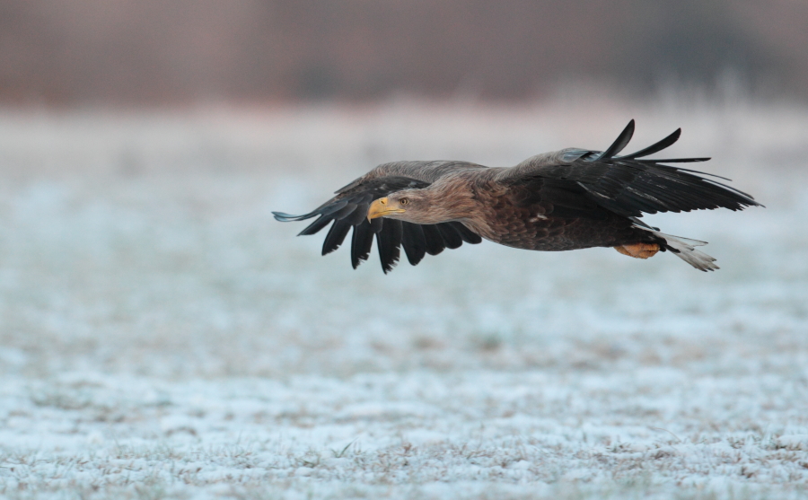 Eagle and badger.