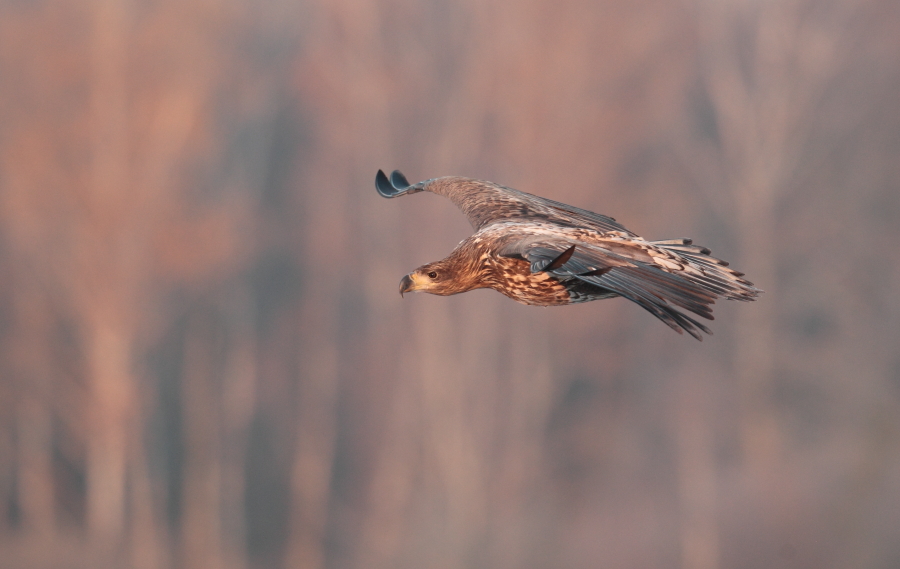 Eagle and badger.