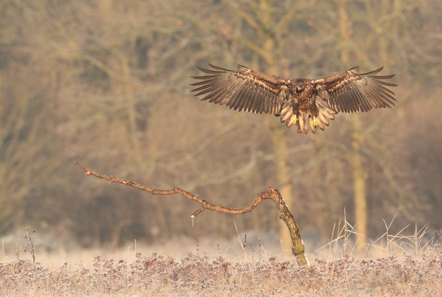 Eagle and badger.
