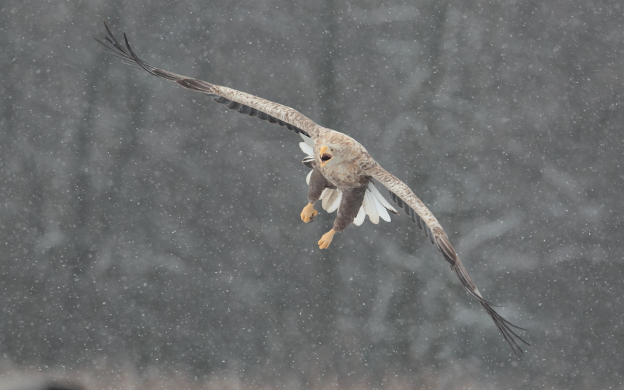 Eagle and badger.