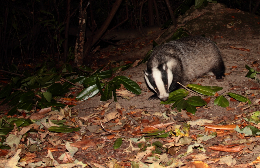Eagle and badger.