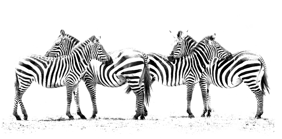 Zebra Line up