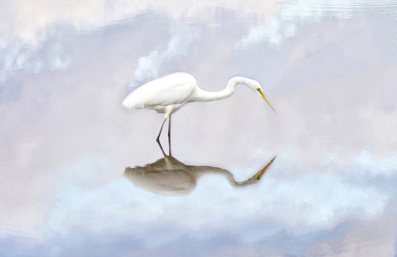 The Egret
