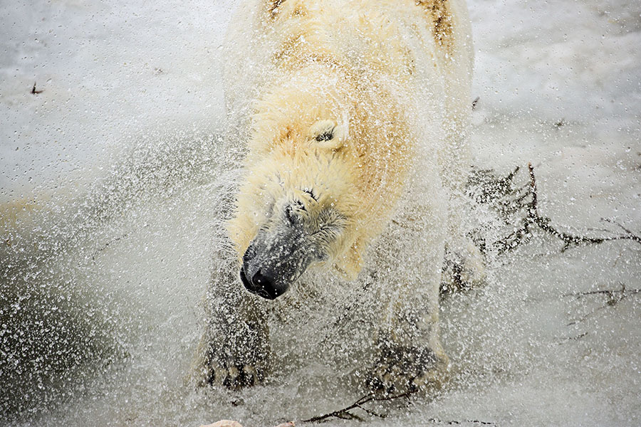 Shake it off