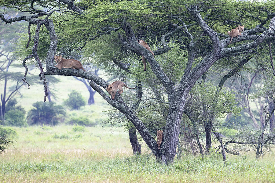 The Lion Tree