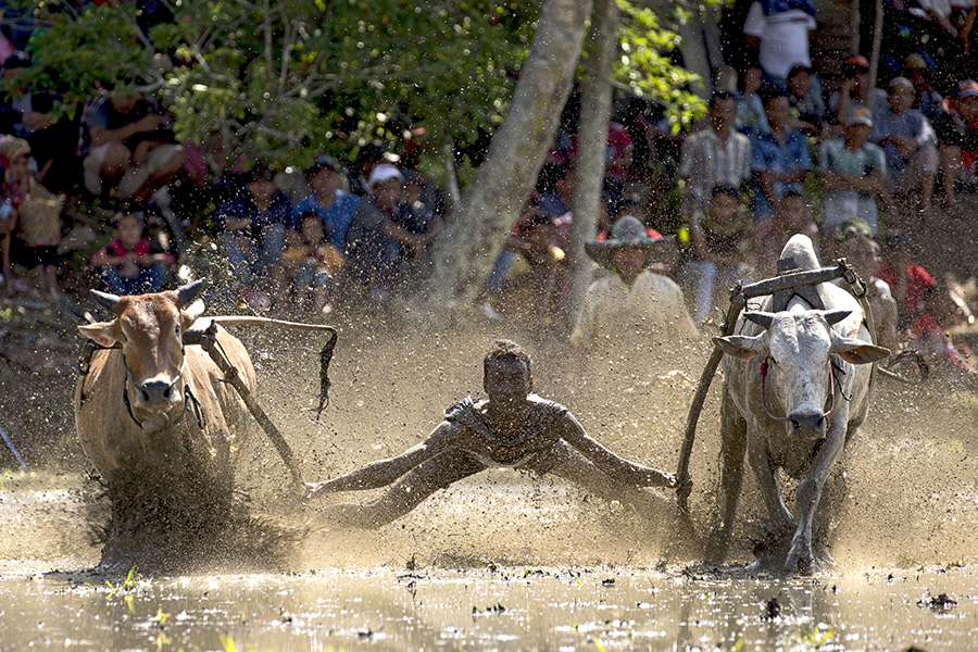 The bulls and the jockey