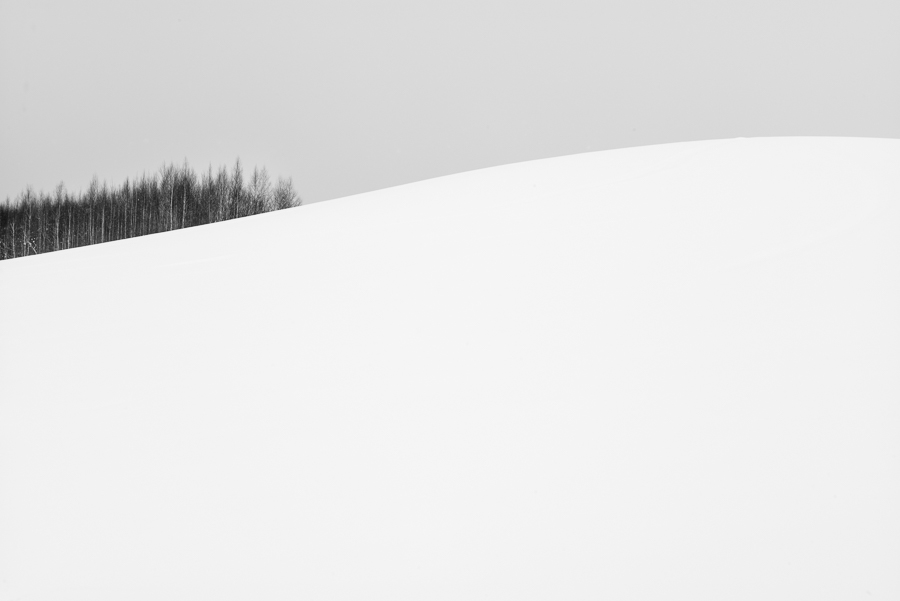 Trees of Hokkaido