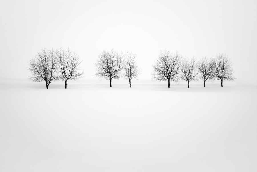 Trees of Hokkaido