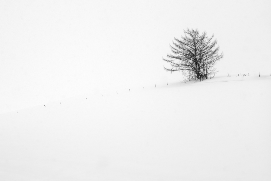 Trees of Hokkaido