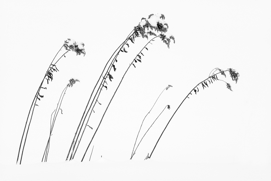 Trees of Hokkaido