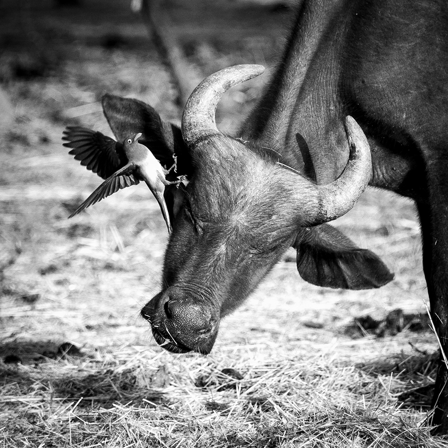 Oxpecker attacks Buffalo